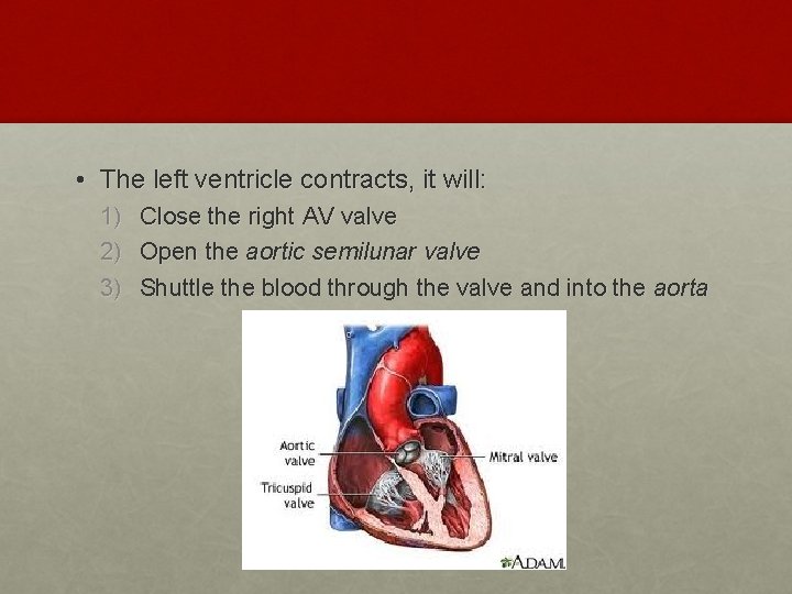  • The left ventricle contracts, it will: 1) 2) 3) Close the right