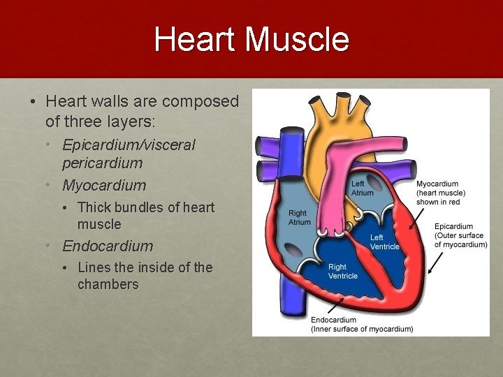 Heart Muscle • Heart walls are composed of three layers: • Epicardium/visceral pericardium •