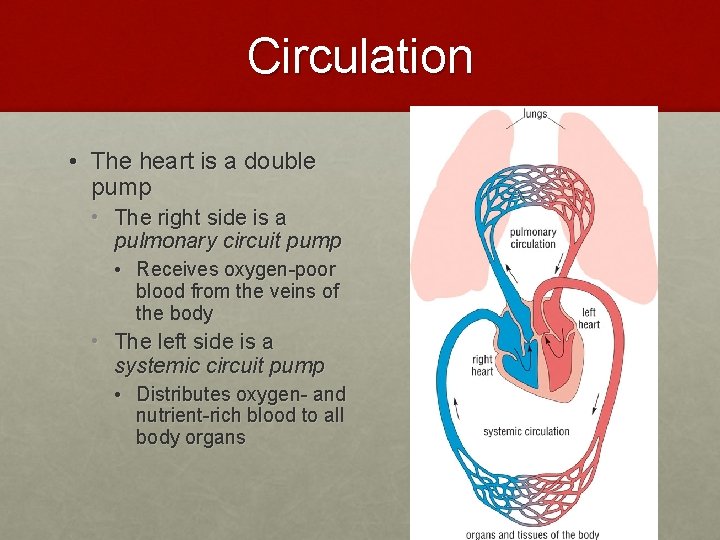 Circulation • The heart is a double pump • The right side is a