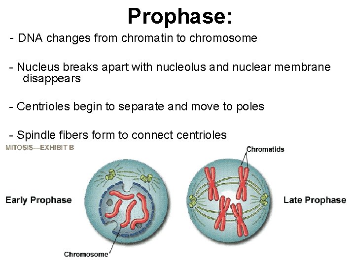 Prophase: - DNA changes from chromatin to chromosome - Nucleus breaks apart with nucleolus