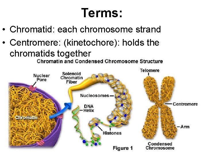 Terms: • Chromatid: each chromosome strand • Centromere: (kinetochore): holds the chromatids together 