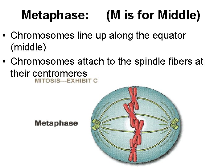 Metaphase: (M is for Middle) • Chromosomes line up along the equator (middle) •