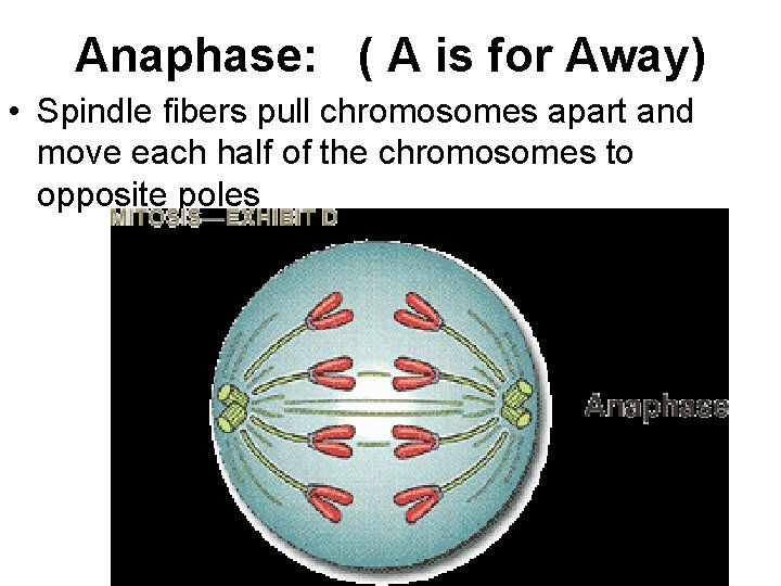 Anaphase: ( A is for Away) • Spindle fibers pull chromosomes apart and move