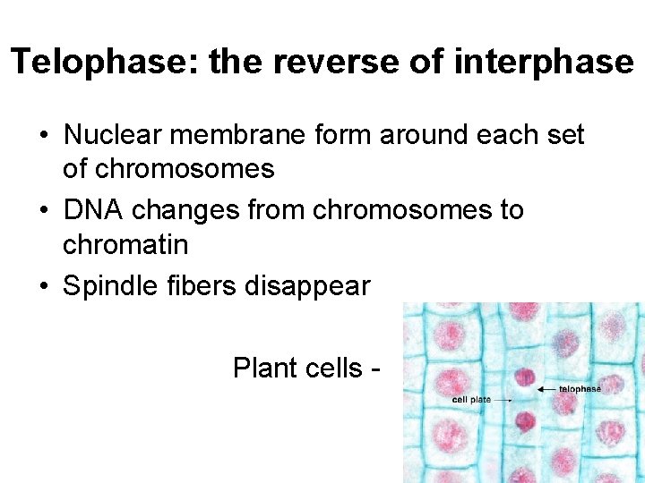 Telophase: the reverse of interphase • Nuclear membrane form around each set of chromosomes