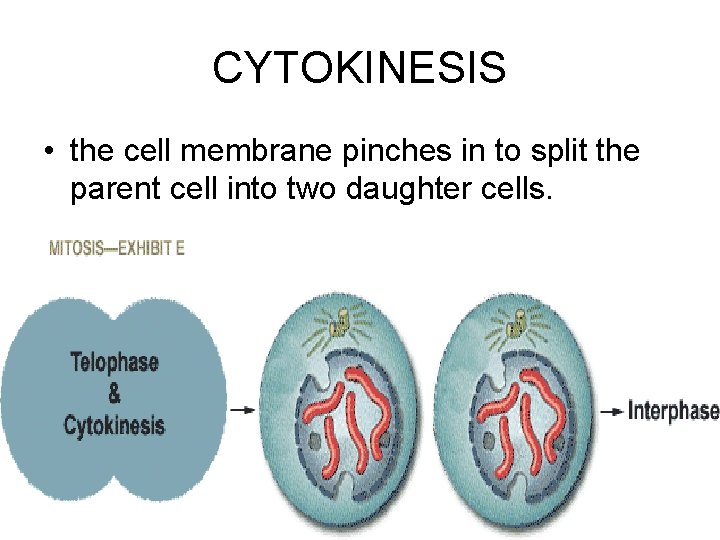 CYTOKINESIS • the cell membrane pinches in to split the parent cell into two