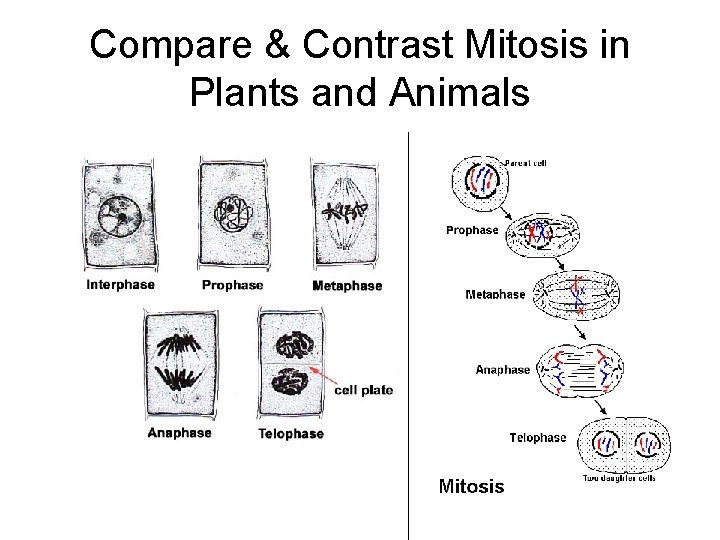Compare & Contrast Mitosis in Plants and Animals 