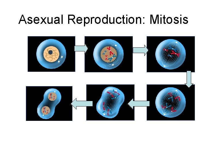 Asexual Reproduction: Mitosis • 