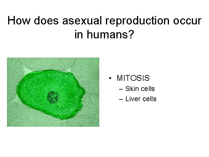 How does asexual reproduction occur in humans? • MITOSIS – Skin cells – Liver