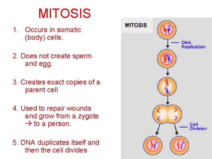 MITOSIS 1. Occurs in somatic (body) cells. 2. Does not create sperm and egg.