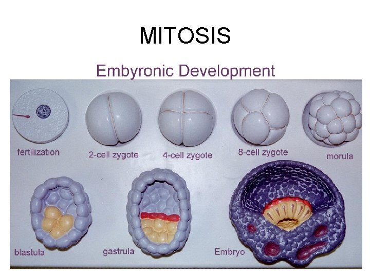 MITOSIS 