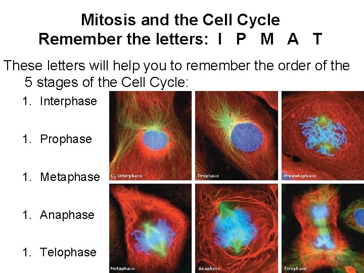 Mitosis and the Cell Cycle Remember the letters: I P M A T These