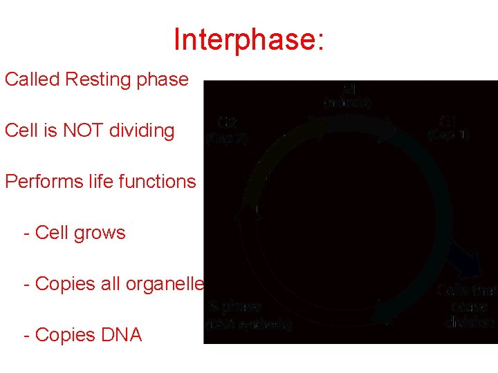 Interphase: Called Resting phase Cell is NOT dividing Performs life functions - Cell grows