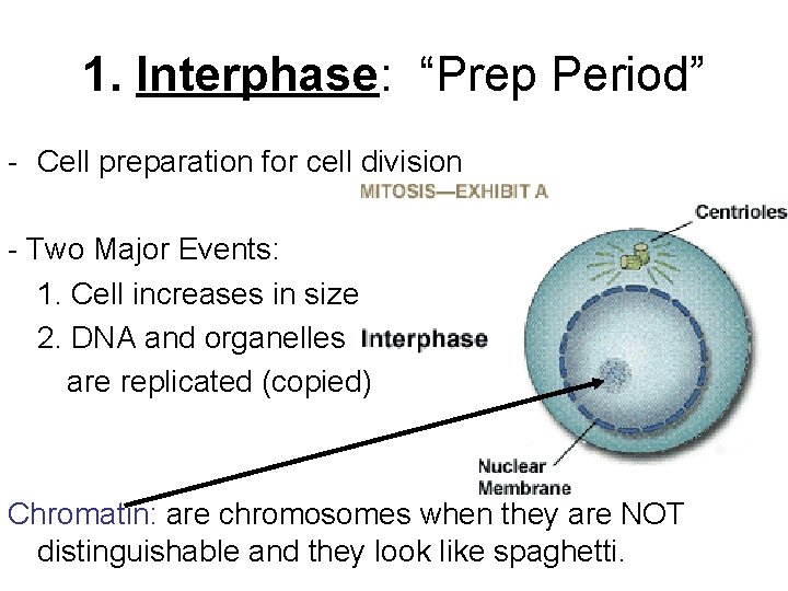 1. Interphase: “Prep Period” - Cell preparation for cell division - Two Major Events:
