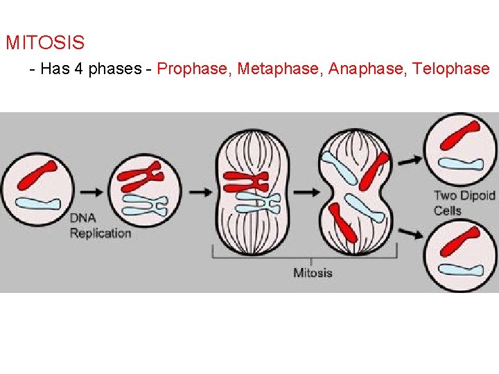MITOSIS - Has 4 phases - Prophase, Metaphase, Anaphase, Telophase 