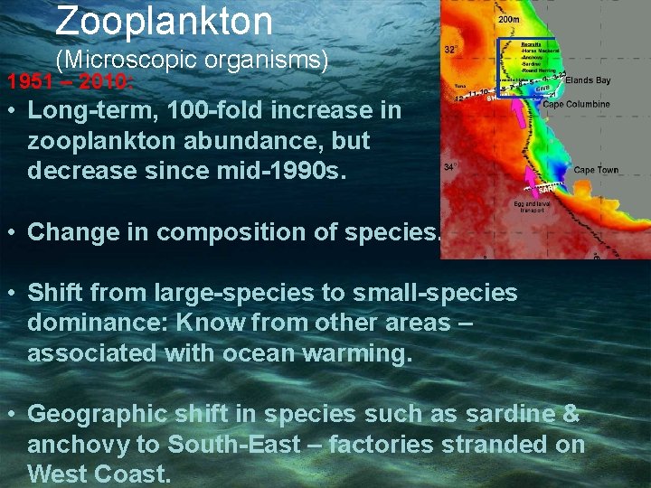 Zooplankton (Microscopic organisms) 1951 – 2010: • Long-term, 100 -fold increase in zooplankton abundance,