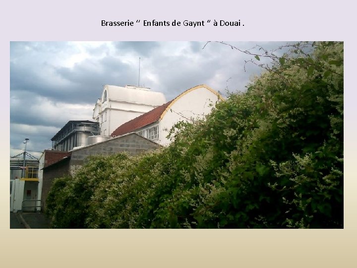 Brasserie ‘’ Enfants de Gaynt ‘’ à Douai. 