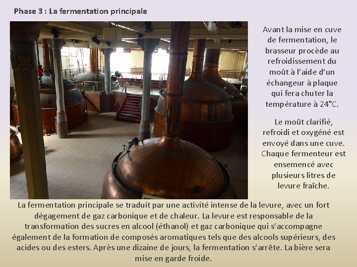 Phase 3 : La fermentation principale Avant la mise en cuve de fermentation, le