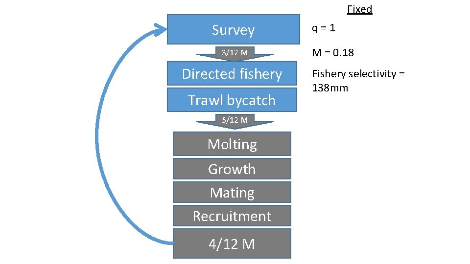 Fixed Survey 3/12 M Directed fishery Trawl bycatch 5/12 M Molting Growth Mating Recruitment