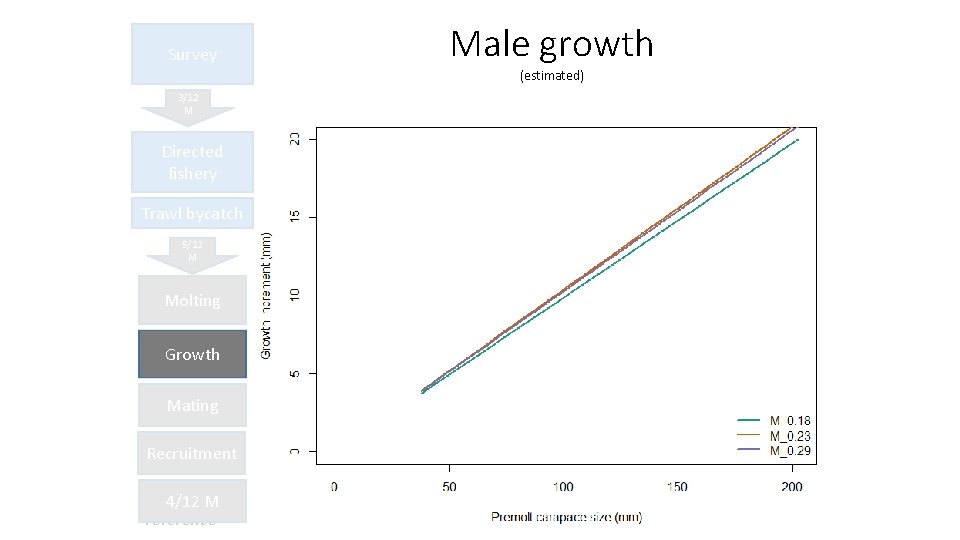 Survey Male growth (estimated) 3/12 M Directed fishery Trawl bycatch 5/12 M Molting Growth