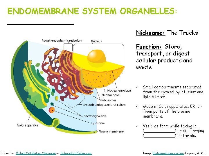 ENDOMEMBRANE SYSTEM ORGANELLES: _______ Nickname: The Trucks Function: Store, transport, or digest cellular products