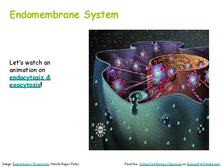 Endomembrane System Let’s watch an animation on endocytosis & exocytosis! Image: Endocytosis / Exocytosis,