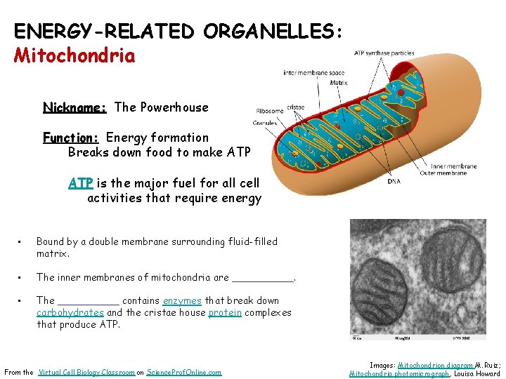 ENERGY-RELATED ORGANELLES: Mitochondria Nickname: The Powerhouse Function: Energy formation Breaks down food to make