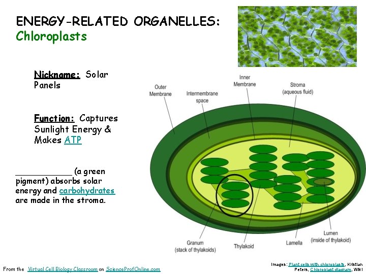 ENERGY-RELATED ORGANELLES: Chloroplasts Nickname: Solar Panels Function: Captures Sunlight Energy & Makes ATP ______