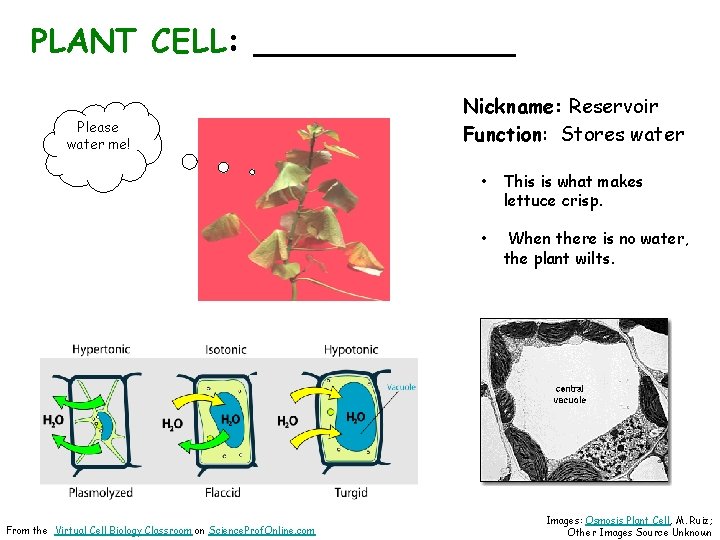 PLANT CELL: _______ Section 7 -2 Please water me! From the Virtual Cell Biology