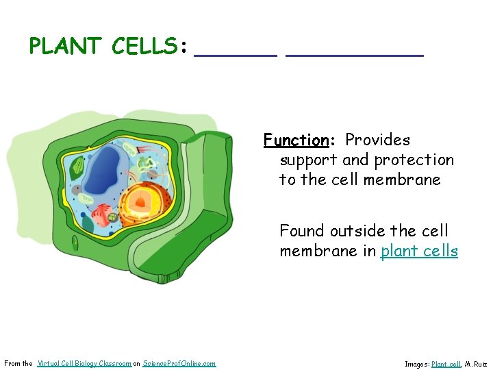 PLANT CELLS: __________ Function: Provides support and protection to the cell membrane Found outside