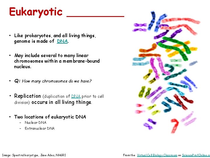 Eukaryotic _____ • Like prokaryotes, and all living things, genome is made of DNA.