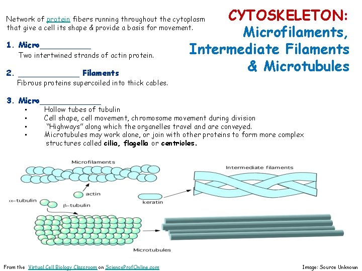 CYTOSKELETON: Microfilaments, Intermediate Filaments & Microtubules Network of protein fibers running throughout the cytoplasm