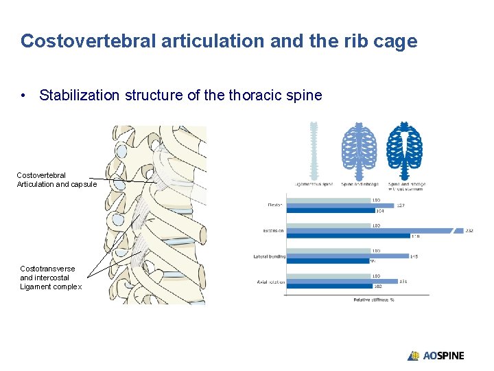 Costovertebral articulation and the rib cage • Stabilization structure of the thoracic spine Costovertebral