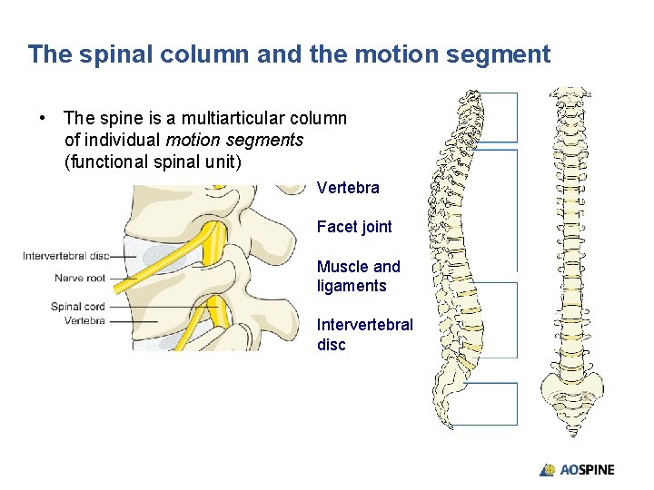 The spinal column and the motion segment • The spine is a multiarticular column