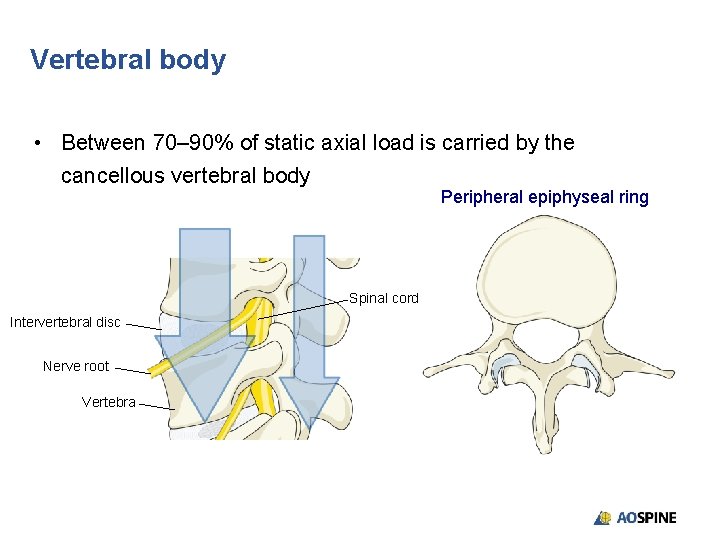 Vertebral body • Between 70– 90% of static axial load is carried by the