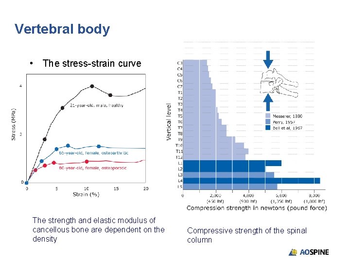 Vertebral body • The stress-strain curve The strength and elastic modulus of cancellous bone