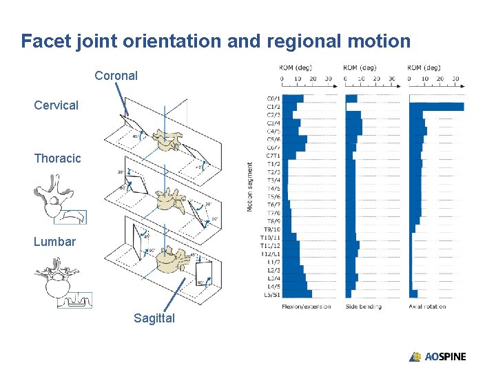 Facet joint orientation and regional motion Coronal Cervical Thoracic Lumbar Sagittal 