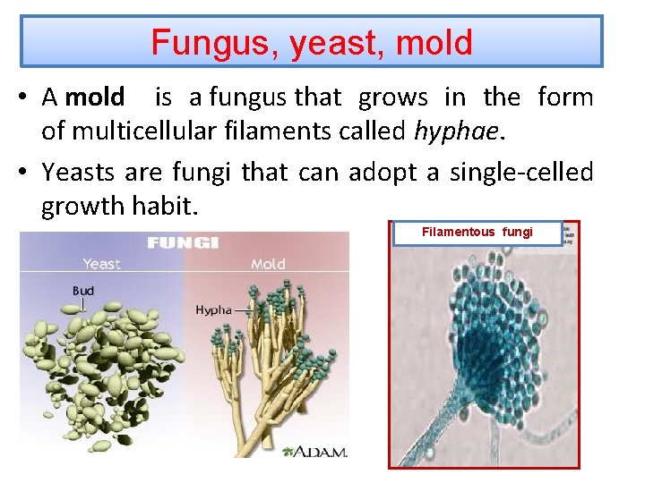 Fungus, yeast, mold • A mold is a fungus that grows in the form Fungus, yeast, mold • A mold is a fungus that grows in the form