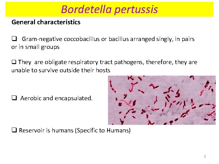 Bordetella pertussis General characteristics q Gram-negative coccobacillus or bacillus arranged singly, in pairs or Bordetella pertussis General characteristics q Gram-negative coccobacillus or bacillus arranged singly, in pairs or