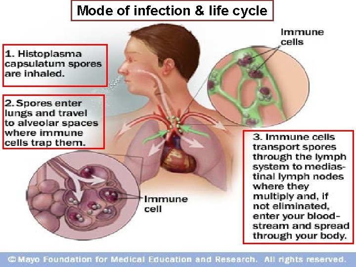 Mode of infection & life cycle Mode of infection & life cycle