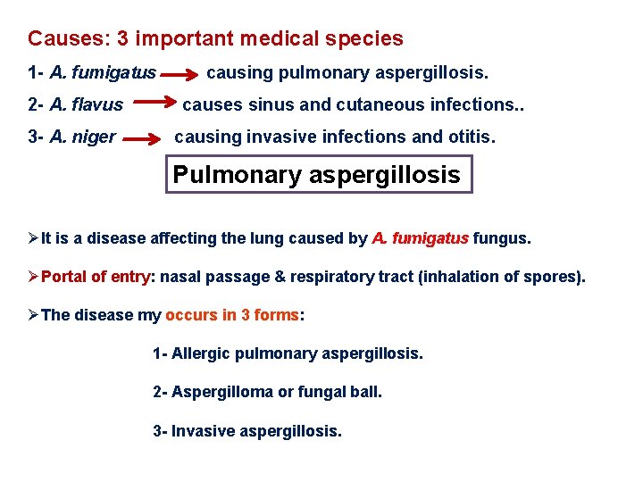 Causes: 3 important medical species 1 - A. fumigatus 2 - A. flavus 3 Causes: 3 important medical species 1 - A. fumigatus 2 - A. flavus 3