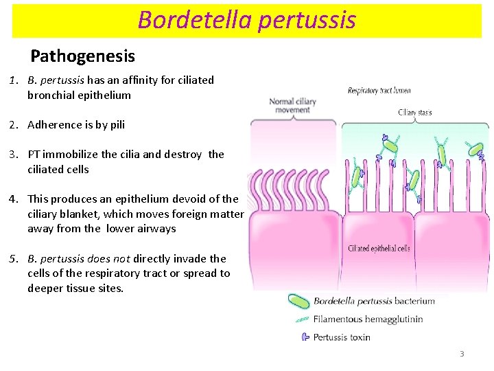 Bordetella pertussis Pathogenesis 1. B. pertussis has an affinity for ciliated bronchial epithelium 2. Bordetella pertussis Pathogenesis 1. B. pertussis has an affinity for ciliated bronchial epithelium 2.
