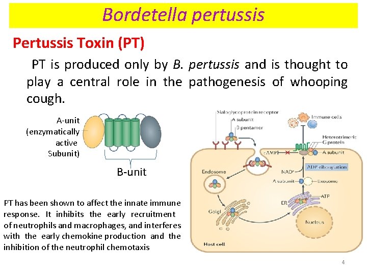Bordetella pertussis Pertussis Toxin (PT) PT is produced only by B. pertussis and is Bordetella pertussis Pertussis Toxin (PT) PT is produced only by B. pertussis and is