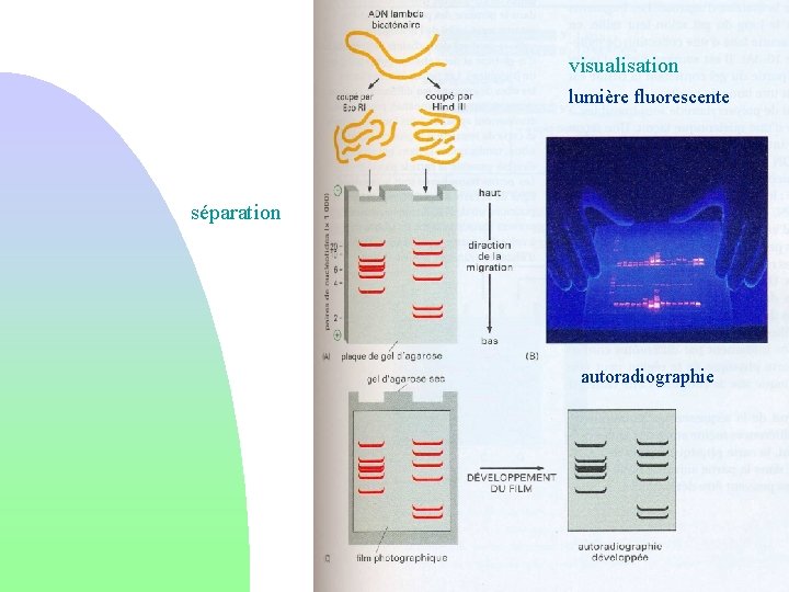 visualisation lumière fluorescente séparation autoradiographie 