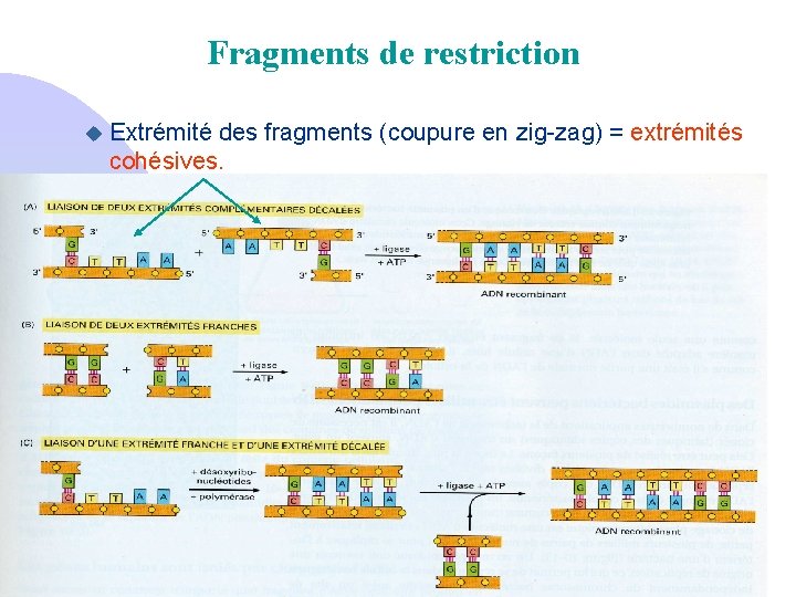 Fragments de restriction u Extrémité des fragments (coupure en zig-zag) = extrémités cohésives. 