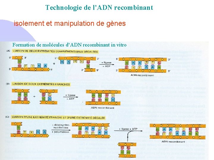 Technologie de l’ADN recombinant isolement et manipulation de gènes Formation de molécules d’ADN recombinant