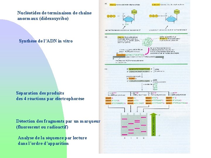 Nucléotides de terminaison de chaîne anormaux (didexoxyribo) Synthèse de l’ADN in vitro Séparation des