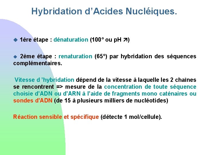 Hybridation d’Acides Nucléiques. u 1ère étape : dénaturation (100° ou p. H ) 2ème