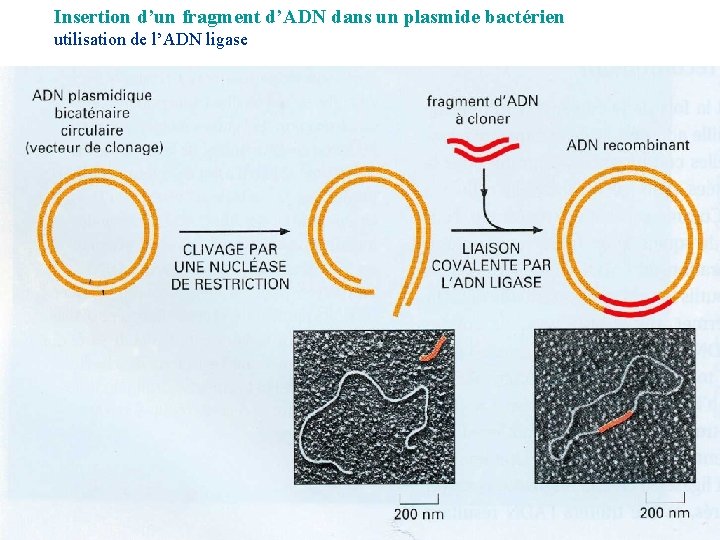 Insertion d’un fragment d’ADN dans un plasmide bactérien utilisation de l’ADN ligase 