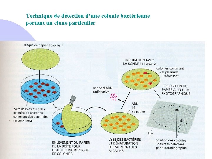 Technique de détection d’une colonie bactérienne portant un clone particulier 