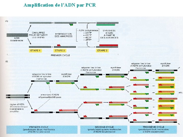 Amplification de l’ADN par PCR 
